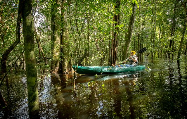 Floresta Alagada (Igapós)